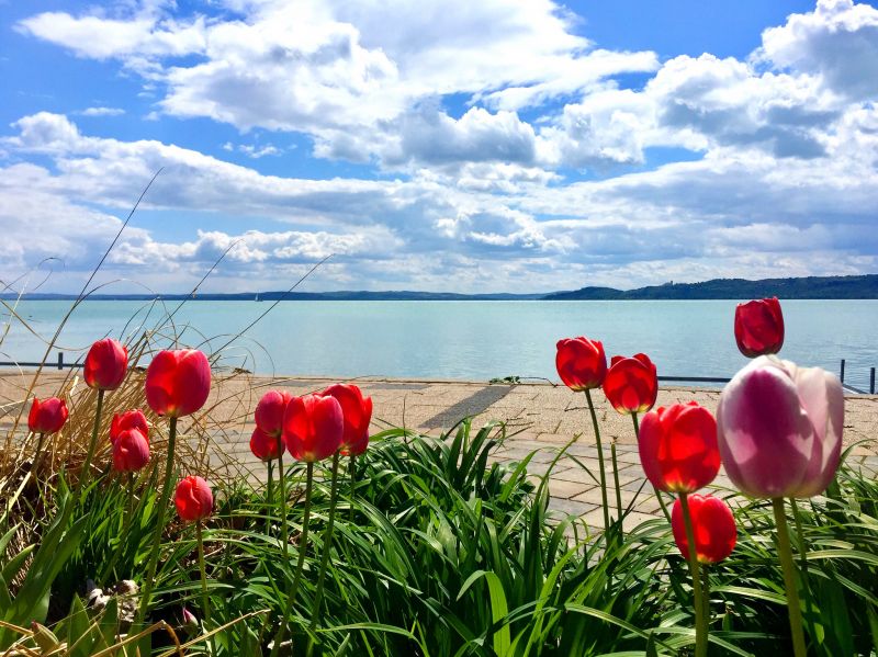 A Balaton tavaszi virágai: Melyik növények színesítik a tájat az év elején?